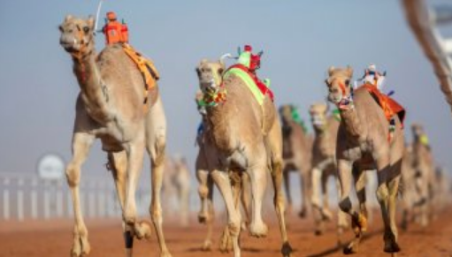 استبعاد 40 جملاً من مهرجان الملك عبدالعزيز للابل لهذا السبب